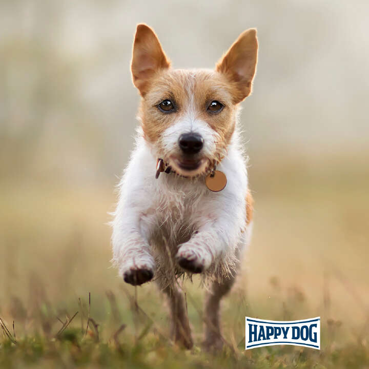 HAPPY DOG Hunde-Trockenfutter NaturCroq Mini Adult Lamm + Reis